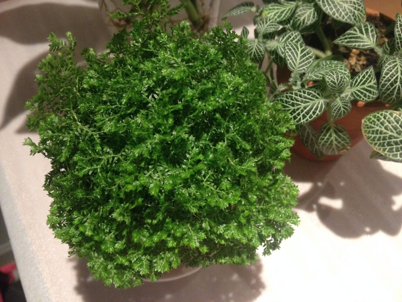 媽媽再也不用擔(dān)心室內(nèi)異味啦，甲醛治理so easy！