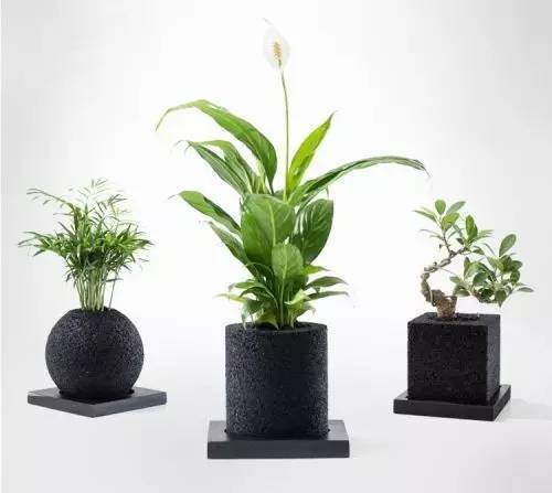 怎么除甲醛靠得牢？竹炭、植物成***“騙局”