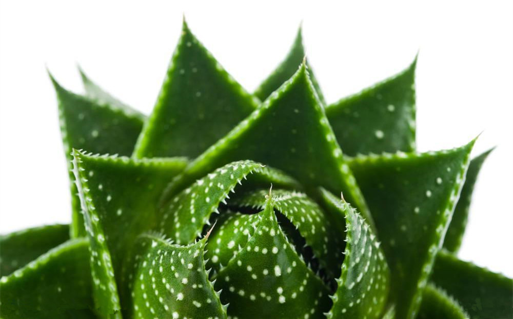 記住這四條規(guī)則，巧用植物甲醛治理！