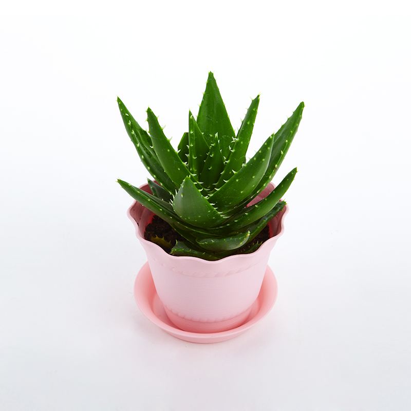 去除房間甲醛的植物有哪些？