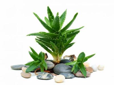 植物去除房間甲醛四大原則 植物去除房間甲醛四大原則