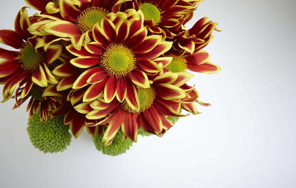 除甲醛的植物有哪些？為了家人趕緊來看看（值得收藏）！