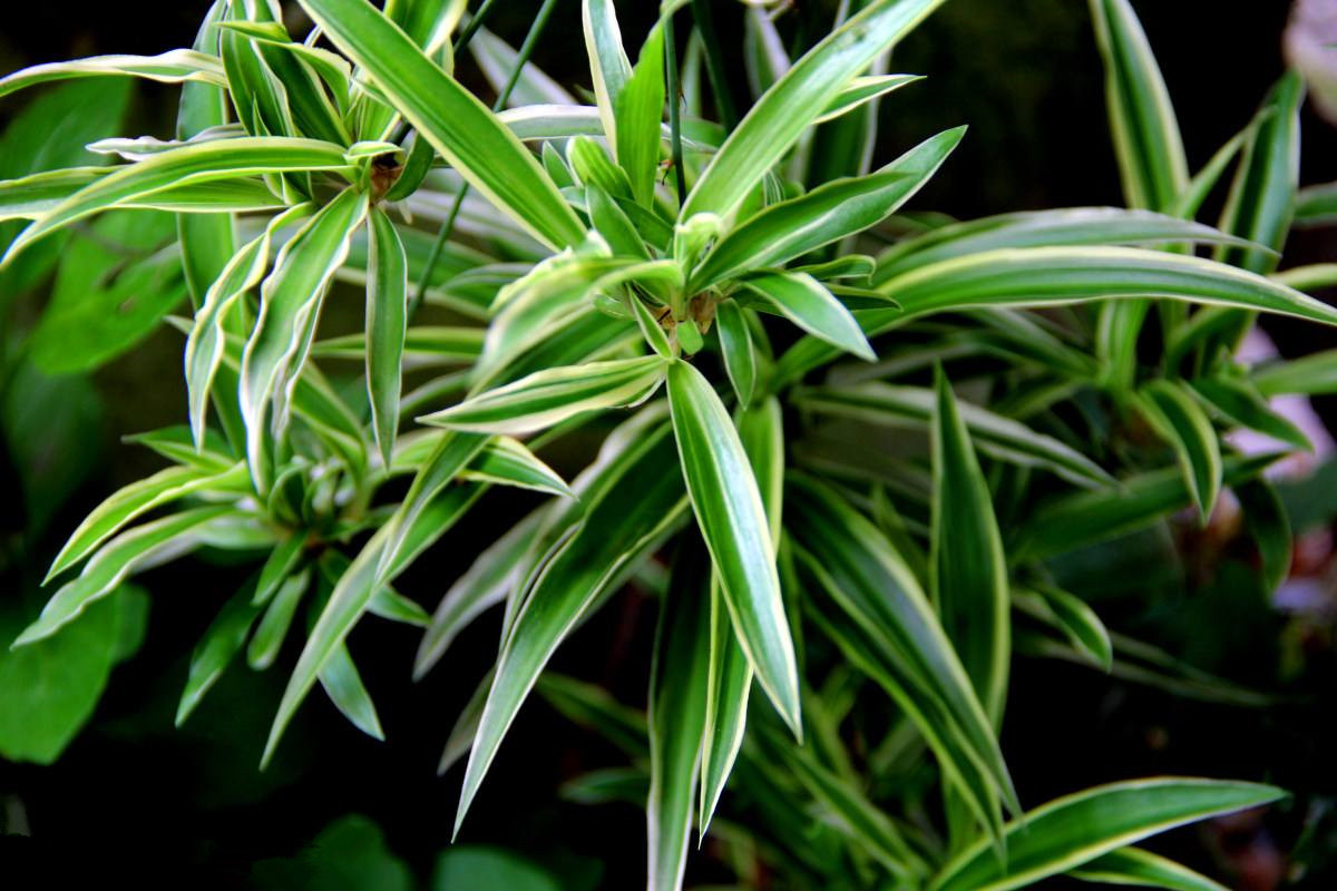 室內(nèi)甲醛超標(biāo)怎么辦，甲醛治理的方法有哪些