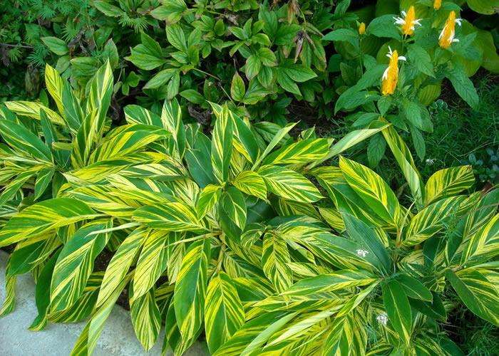 新房除甲醛，您一定不會失手！