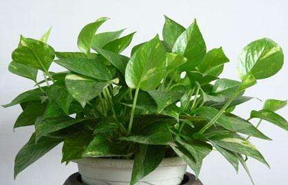 什么植物可以凈化空氣？