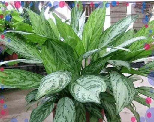 什么植物可以凈化空氣？