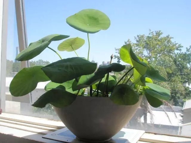 甲醛超標(biāo)怎么辦？這些簡(jiǎn)單小方法完爆活性炭