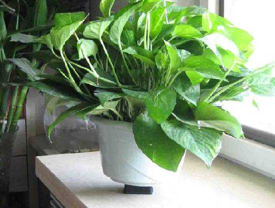 去除甲醛的***方法到底是什么？