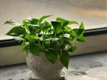 方法太多，新房除甲醛到底該用什么