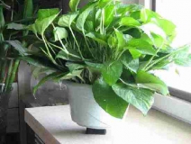 4個(gè)信號說明家里要除甲醛了，你發(fā)現(xiàn)了嗎