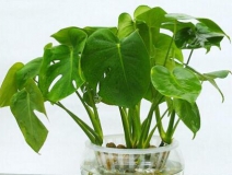 室內(nèi)空氣治理公司怎么選擇_選除甲醛權威機構