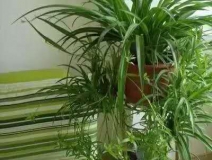 除甲醛，竹炭綠植不給力