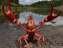 十三香、麻辣、清蒸、冰鎮(zhèn)小龍蝦，我卻吃到了甲醛“毒”龍蝦！